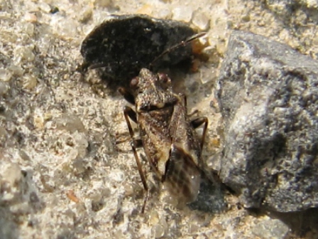 Lygaeidae: Nysius huttoni, 